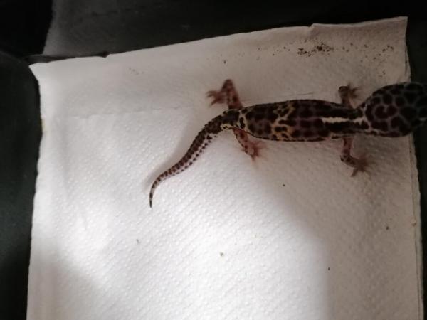Image 2 of Baby leopard geckos £25 each this weekend only