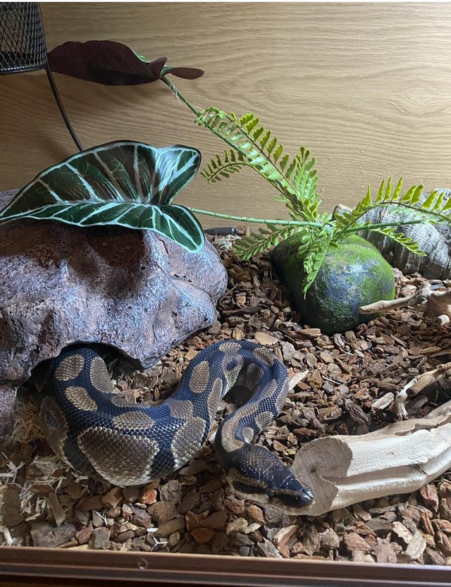 Preview of the first image of Beautiful 5ft female ball python full setup.