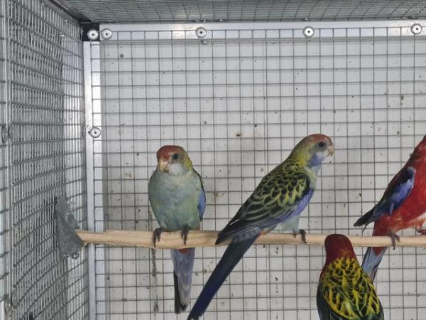 Image 2 of FINCHES,CANARYS,PARAKEETS,PARROTS