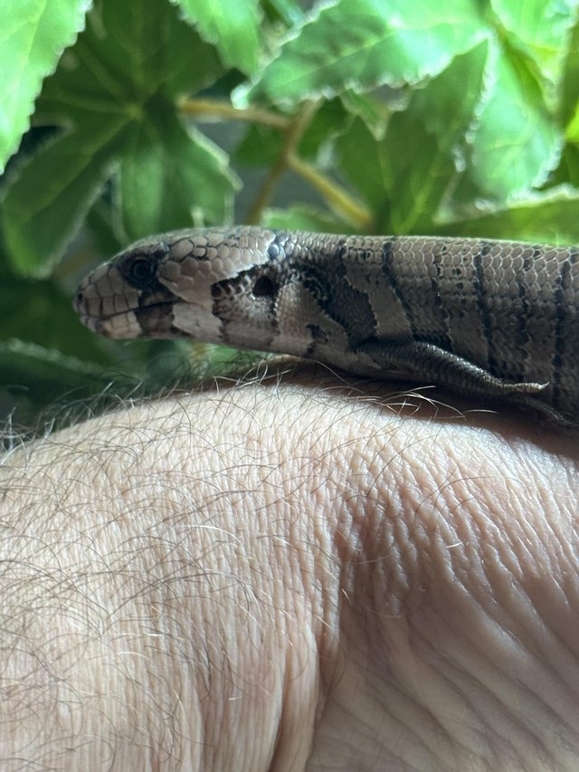 Preview of the first image of Pink Tongue Skink juvenile.