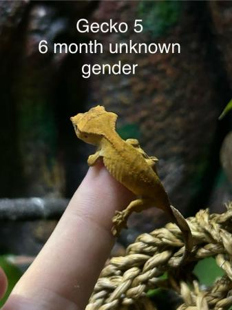Image 8 of Various aged Crested geckos