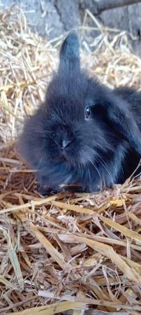 Image 4 of 9 week old baby lionhead rabbits for sale