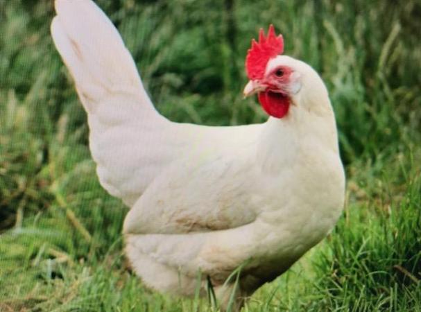 Image 2 of chicken white star point of lay chickens for sale