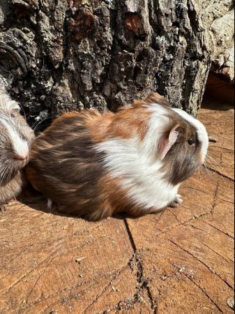 Image 14 of 4 x  Pretty long haired female guinea pigs.