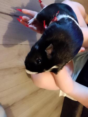 Image 1 of 3 year old adult intact male guineapig