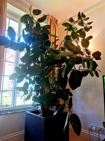 Image 1 of Houseplant Large & Tall Rubber plant