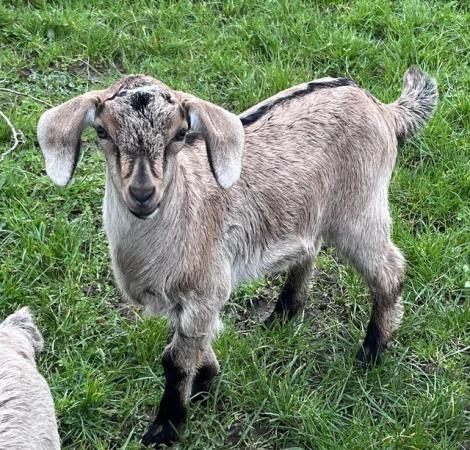 Image 9 of SOLD. More in 2025 Mini Nubians! Great smallholder goat