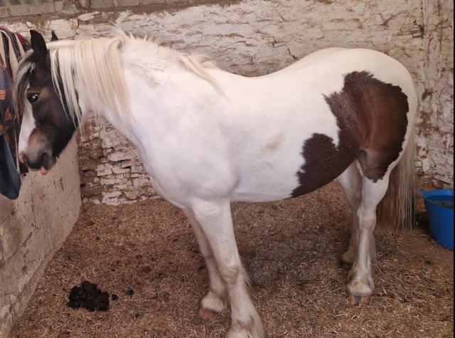 Preview of the first image of 13.3hh Skewbald Cob project pony.