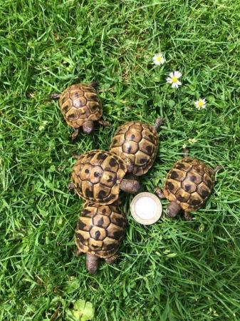 Image 3 of 2022 Hermann Tortoise hatching's for sale