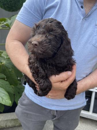 Image 5 of Ready now Beautiful litter of 9chocolate merle cockapoo’s