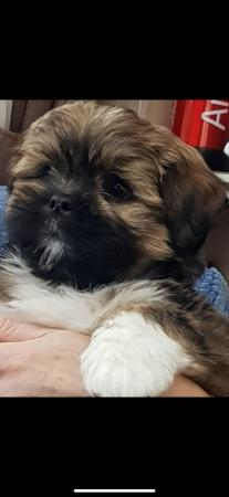 Image 9 of Lhasa apso puppies for sale