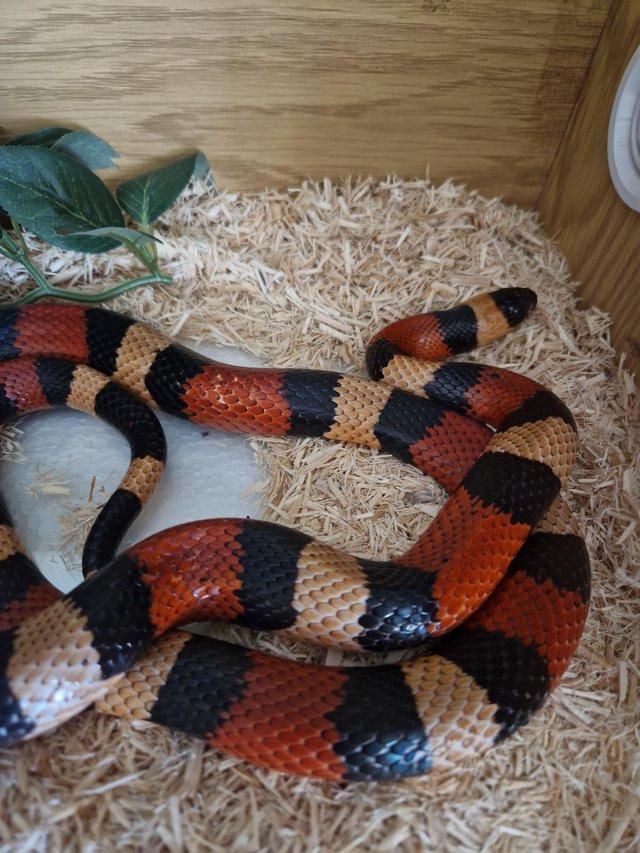 Preview of the first image of 2 year old milk.snake and vivarium.