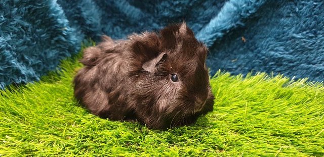 Image 2 of lovely Female (Sows) Guinea Pigs for Sale