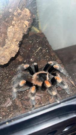 Image 2 of Mexican red knee tarantula with enclosure