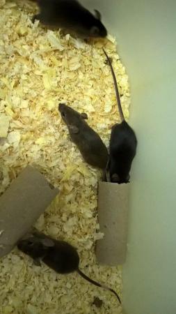 Image 3 of 6 week old mice for sale! Male and Females