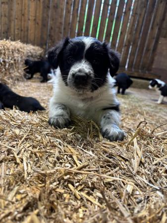 Image 8 of Border collie puppies farm reared