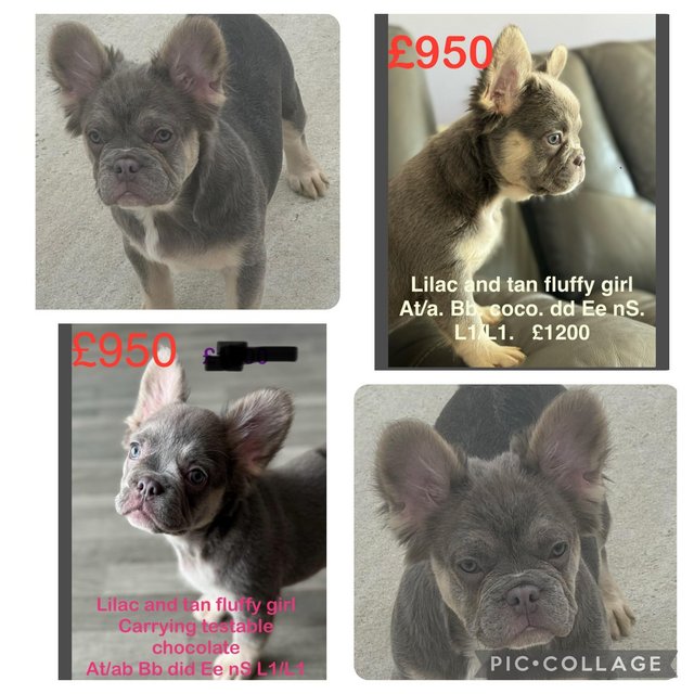 Preview of the first image of French bulldog puppies , ready now , KC reg , microchipped.