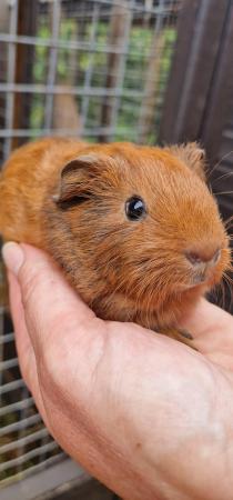 Image 3 of 8 Male Guinea Pigs available