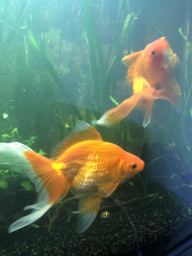 Preview of the first image of Three Large goldfish type.