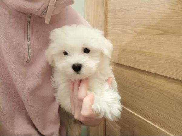 Image 5 of Maltese puppies.Ready today 2boys, 1girl. Very fluffy