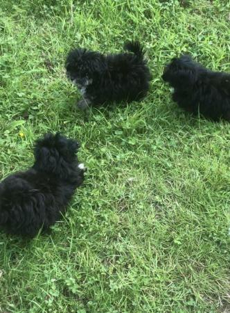 Image 1 of poodle x fully vaccinated puppies for sale