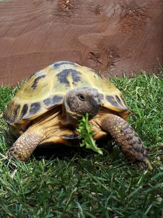 Image 5 of 6yr old male horse field tortoise