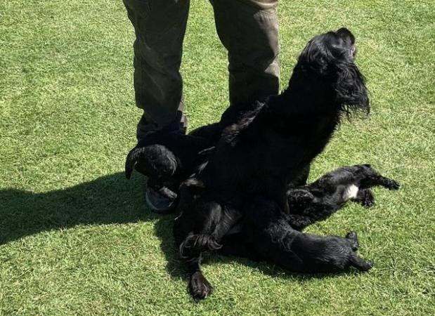 Image 4 of Cocker Spaniel puppies, health tested parents