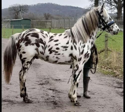 Image 3 of Regesterd Appaloosa 2 year old colt