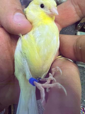 Image 6 of Canaries for sale . Heathy birds