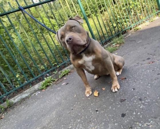 Image 5 of American bully For sale