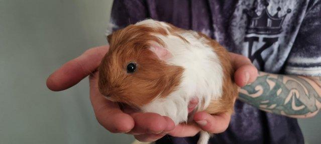 Preview of the first image of Gunipigs babies for sale.