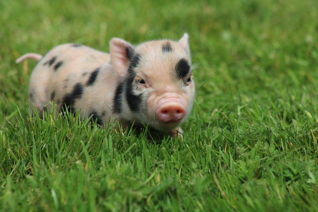 Image 2 of Micro miniature piglets
