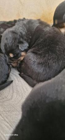 Image 6 of Chunky fluffy Shepweiler puppies