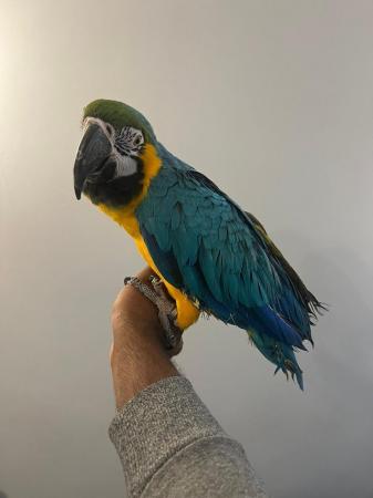 Image 5 of Handreared Super Tame Cuddly Friendly Talking Macaw Parrot