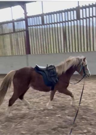 Image 2 of Quality 5yr old Welsh Section A mare 11.3hh approx