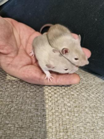 Image 1 of Female baby rats ready now