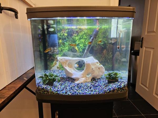 Image 6 of Fish and tank and accessories