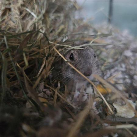 Image 3 of Exotic\Unusual Rodents jirds,gerbils,voles,lemmings