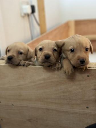 Image 9 of Golden and red fox Labrador puppies looking for their homes