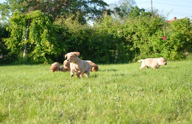 Image 7 of 3 girLabrador puppies-health checked and Fully vaccinated!