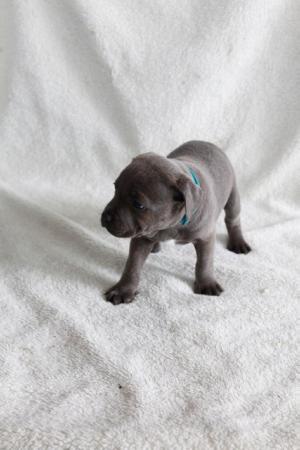Image 21 of beautiful champion blue Staffordshire bull terrier puppies