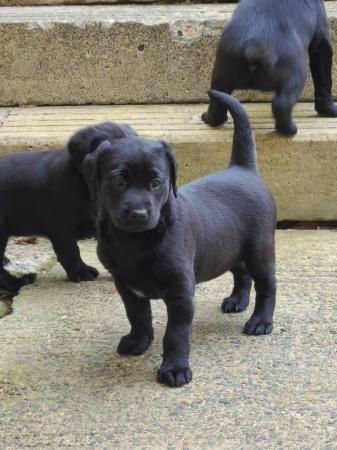 Image 6 of READY TO LEAVE8 weeks old black labrador puppies