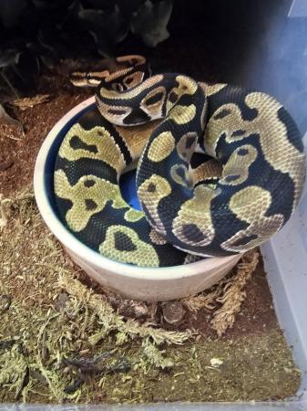 Image 5 of Various Royal pythons for sale