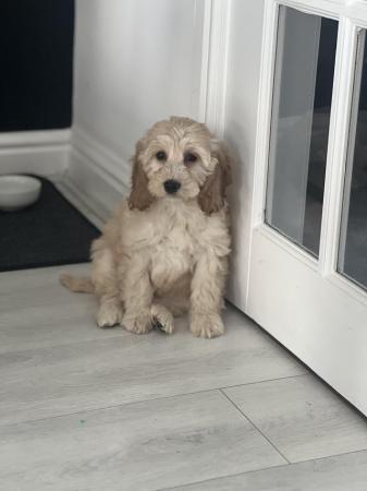 Image 2 of Cockapoo puppy - ready to leave