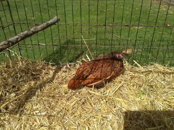Image 3 of Gold Seebright Pullet( female)