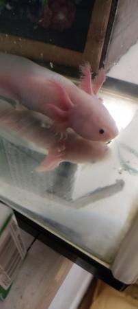Image 5 of Juvenile leucistic Axolotl 5 months old