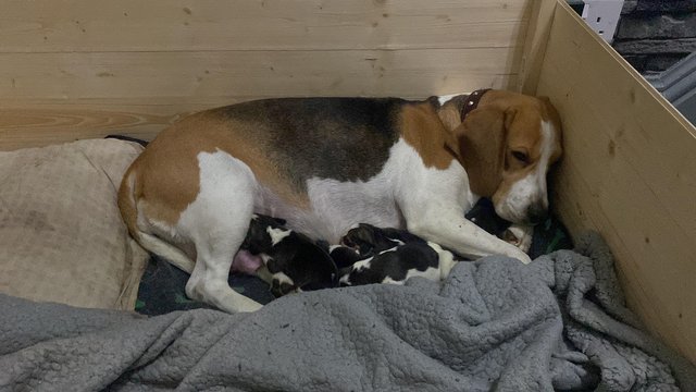 Image 2 of 3 pedigree beagle puppies for sale