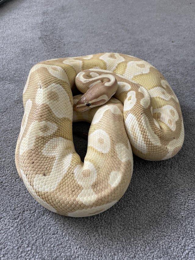 Preview of the first image of Royal Pythons For Sale Various Morphs.