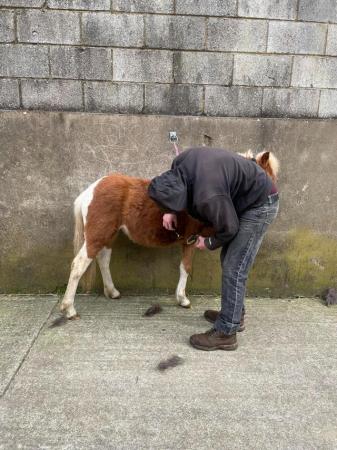 Image 32 of Cute Rescue Ponies, Youngsters Future Lead Reins, Companions