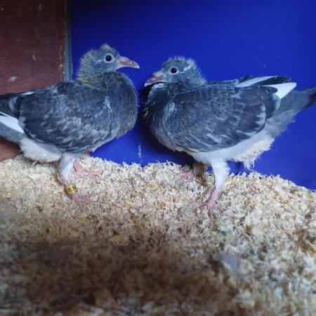 Image 5 of Racing pigeon 4 weeks old readyto leave now